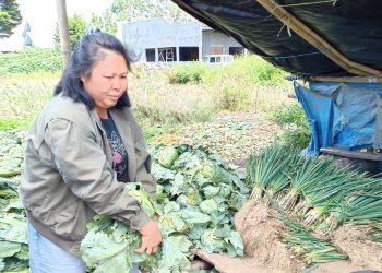 Meraup Untung Sebagai Pengepul Sayuran