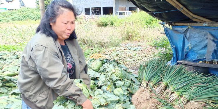 Meraup Untung Sebagai Pengepul Sayuran