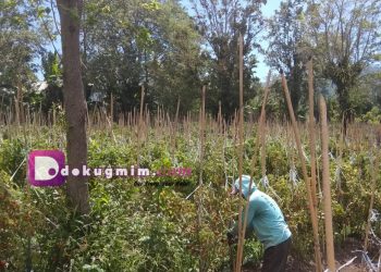 Petani Tomat Di GMIM Betesda Tumaratas, Antara Panen Dan Harga Murah