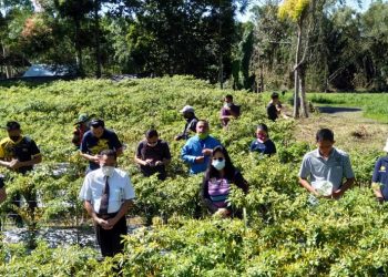 PKB GMIM Maranatha Paslaten Panen Dua Ribu Pohon “Rica”
