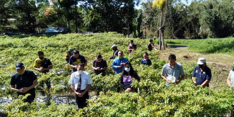 PKB GMIM Maranatha Paslaten Panen Dua Ribu Pohon “Rica”